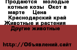 Продаются 2 молодые котные козы .Окот в марте  › Цена ­ 4 000 - Краснодарский край Животные и растения » Другие животные   